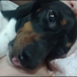 Meet your Posher, Nico